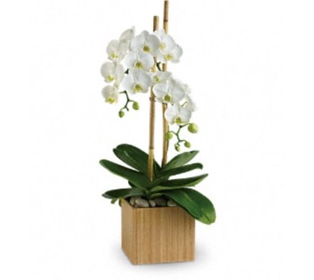 Opulent Orchids - by Jennifer's Flowers & Gifts