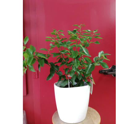 Lime Tree plant