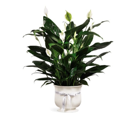FTD COMFORT PLANTER