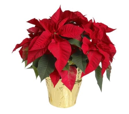 Red Poinsettia