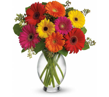 Gerbera Brights