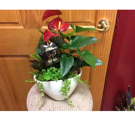 Small antherium planter