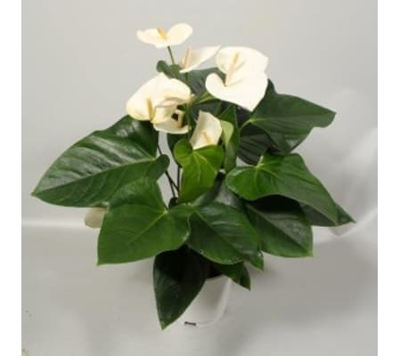 White Anthurium Plant