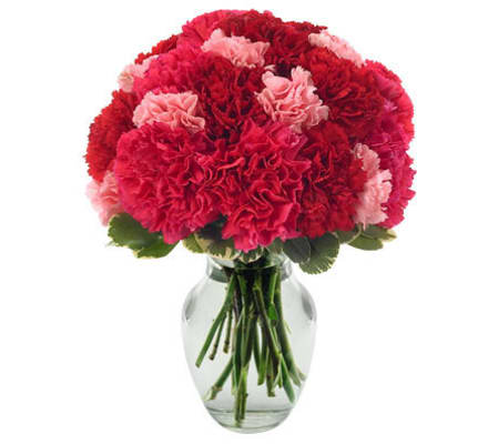 Very Berry Carnations