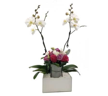 Orchid Party