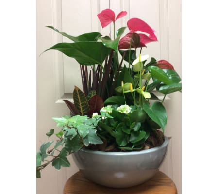 Med antherium planter