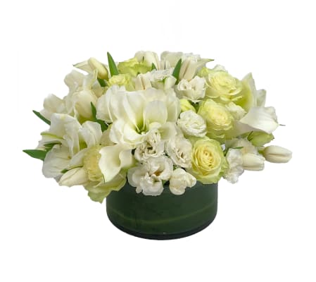 White Wonders