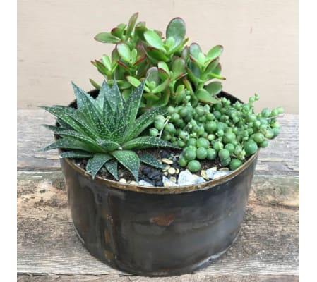 succulent garden