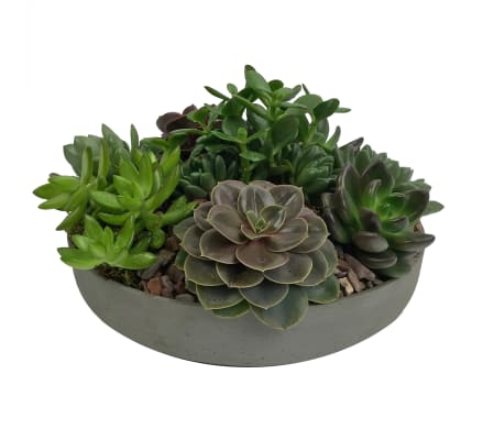 Low Succulent Garden
