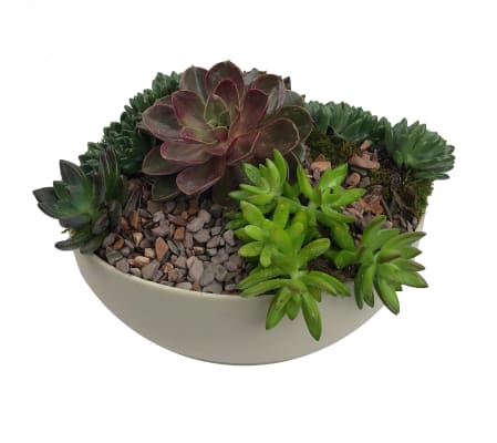 Natural Succulent Garden