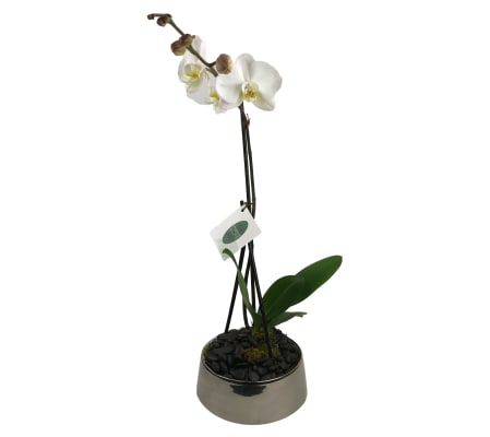 Single White Orchid