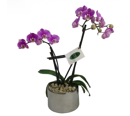 Double Spike Purple Orchid