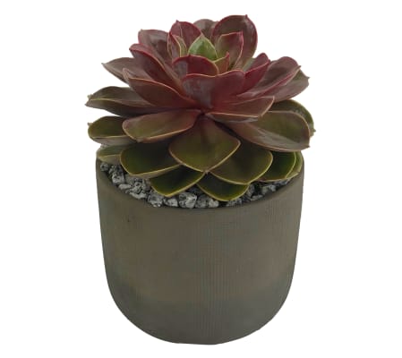 Single Succulent