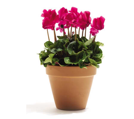 Cyclamen