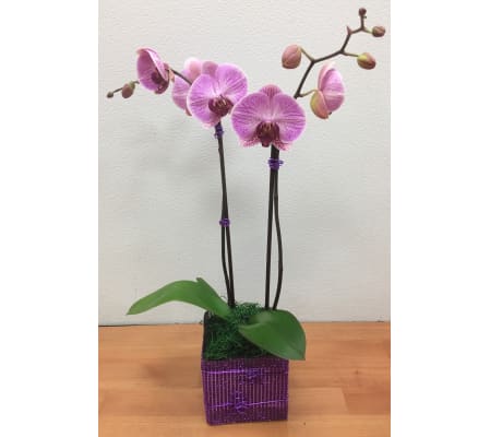 Double Spikes Phalaenopsis Plant