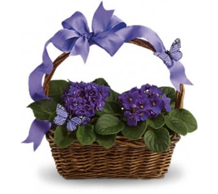 Violets and Butterflies