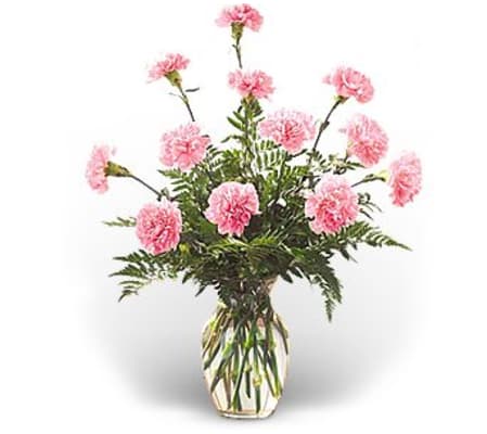 12 Pink Carnations Arranged