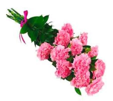 Dozen Carnations Wrapped