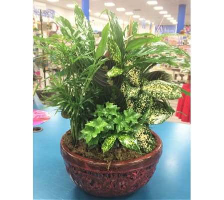 Ceramic Dish Garden