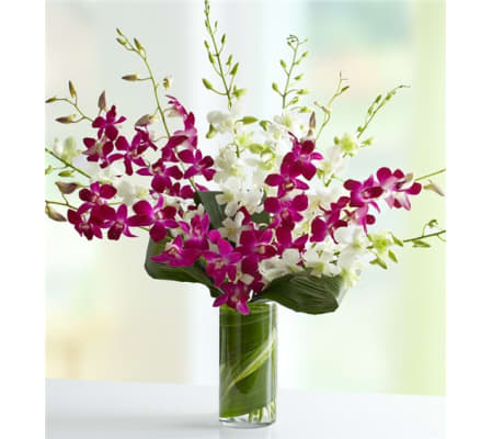 Orchids Embrace