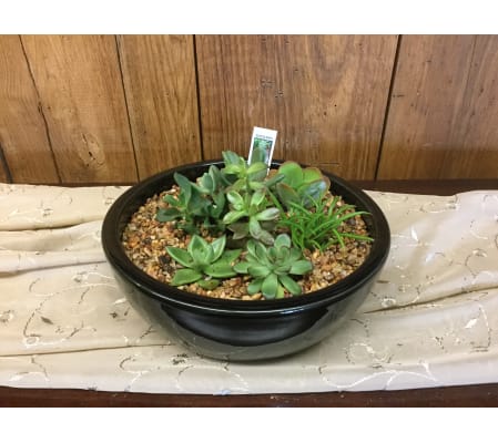 Succulent Garden