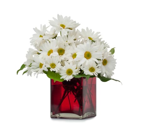 A Daisy a Day