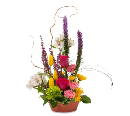 Pixie Garden