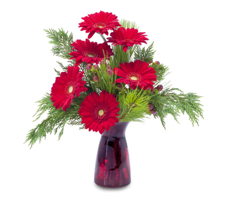 Winter Gerbera