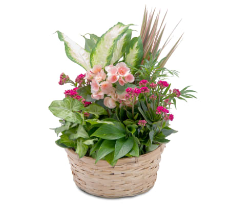 Lush Dish Garden