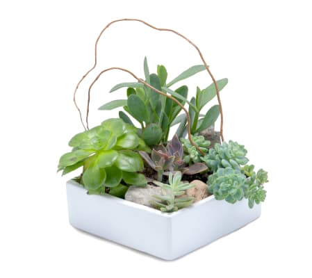Stunning Succulent Garden