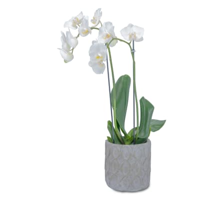 White Elegance Orchid