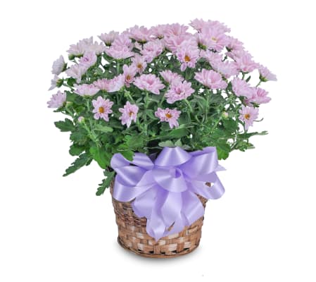 Lavender Chrysanthemum Basket
