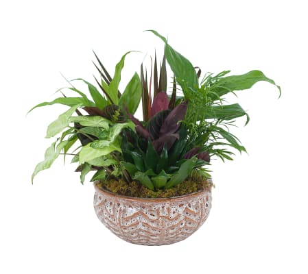 Ceramic Dish Garden