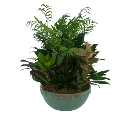 Large Dish Garden