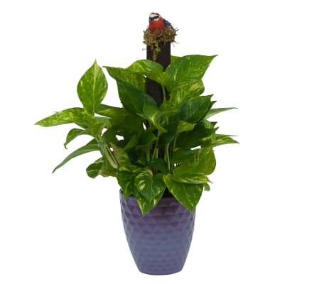 Pothos on Pole in Special Container