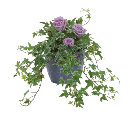 Ivy Plant with fresh roses