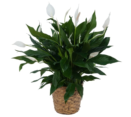 Peace Lily Plant in Basket