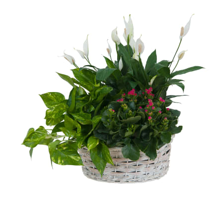 Living Garden Plant Basket