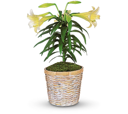 Easter Lily W/ Basket