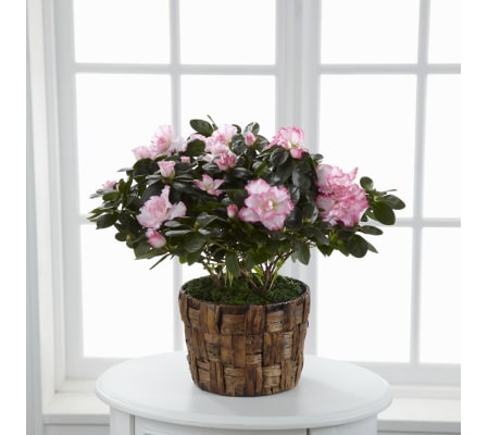 SPRING AZALEA BUSH