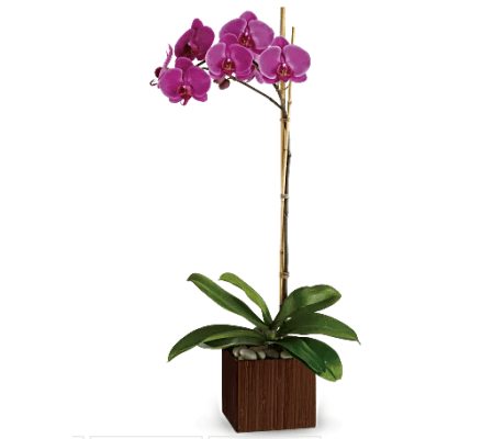 Sublime Orchid