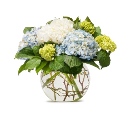 Mighty Hydrangea