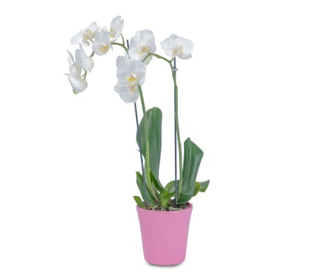 White Elegance Orchid in Pink