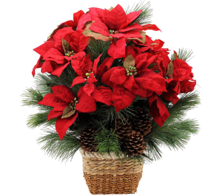 Natural Poinsettia