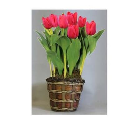 Tulip Plant In Basket