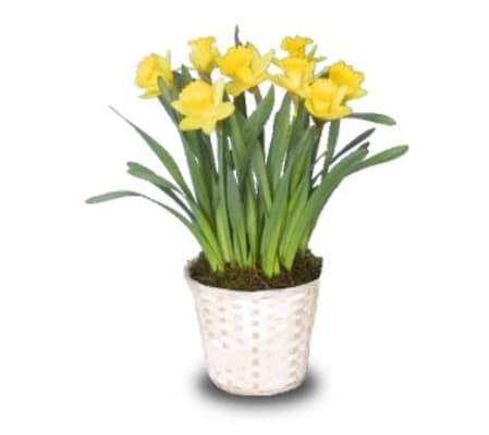 Daffodil Plant