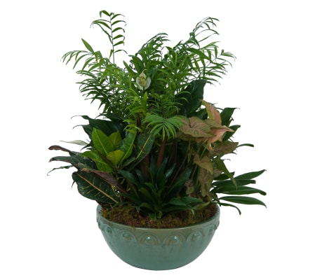 Large Dish Garden