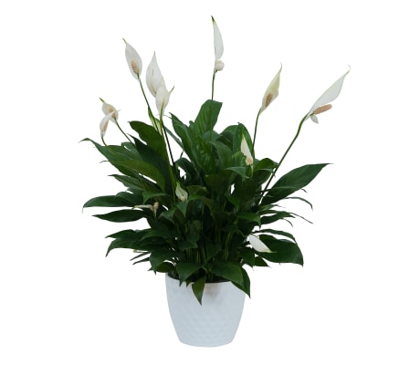 Peace Lily Plant in Ceramic Container
