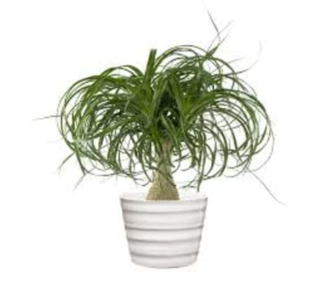 PONY TAIL PLANT