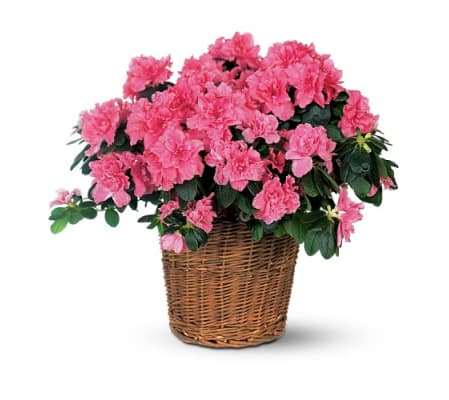 Azalea Plant